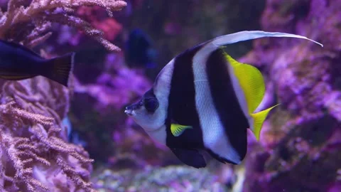Close up of Stripped angelfish  Stock Footage 239578757