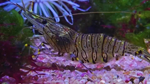 Close up of a stripped shrimp Stock Footage 244989974