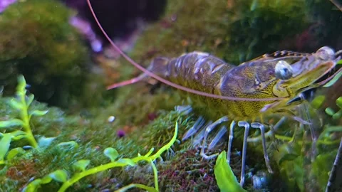 Close up of a stripped shrimp  Video stock 267467332