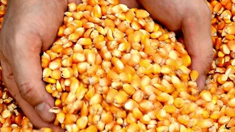 Close up strong hands of farmer shows freshly harvested corn Grown in field Stock Footage 270463436