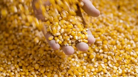 Close up strong hands of farmer shows freshly harvested corn Grown in field Stock Footage 270464012
