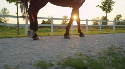 CLOSE UP: Strong stallion walking on footpath on countryside horse ranch Stock Footage 67361326