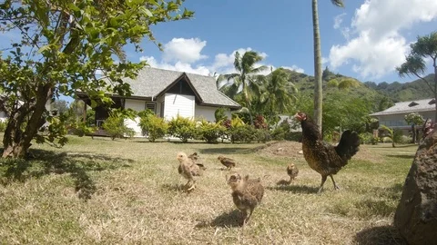 CLOSE UP: Strong summer wind blows through a meadow and past chickens feeding. Stock Footage 92412251