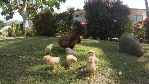 CLOSE UP: Strong wind blows pieces of bread around meadow where chickens feed. Stock Footage 92412050