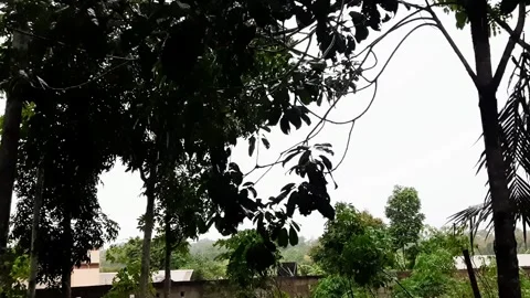 Close up of a strong wind causing the leaves to sway, taken at a high angle Video stock 295887435