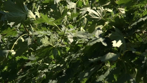 Close up of strong wind shaking leaves of tree. Background of shaking green leav Video stock 123712596