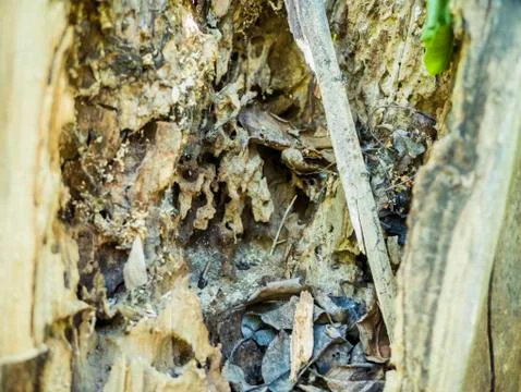 Close up structure of the eaten destroyed by bark beetles tree Stock Photos