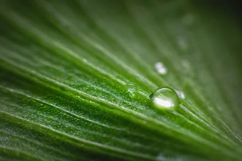 Close-up of the structure of a green leaf of a plant with veins covered with Stock Photos