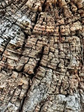 Close-up of the structure of an old tree Foto stock