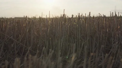 Close up of a stubble in the summer Stock Footage 140751103