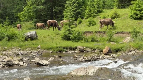 Close up of Stud Beef bulls and cows grazing on grass in a field, in Australia Stock Footage 247969522
