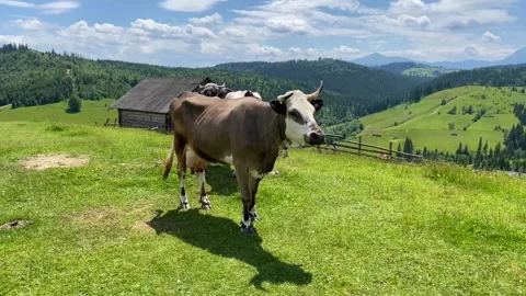 Close up of Stud Beef bulls and cows grazing on grass in a field, in Australia Stock Footage 248254353