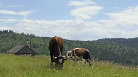 Close up of Stud Beef bulls and cows grazing on grass in a field, in Australia Stock Footage 249661899
