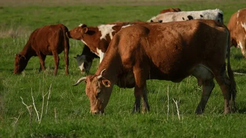 Close up of Stud Beef bulls and cows grazing on grass in a field, in Australia Stock Footage 264574846