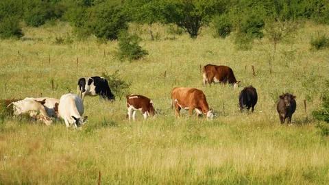 Close up of Stud Beef bulls and cows grazing on grass in a field, in Australia Video stock 287726087
