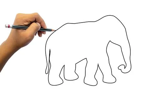 Close-up of a student using a pencil to practice drawing elephant animal on w Stock Photos
