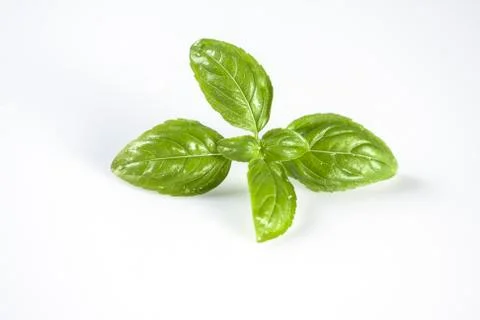 Close up studio shot of fresh washed green basil herb leaves isolated on whit Stock Photos