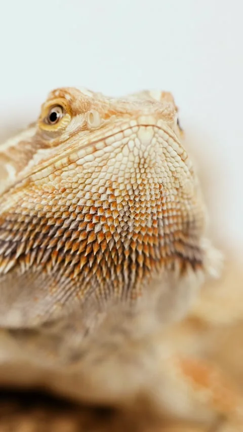 Close-Up Study of a Bearded Dragon Lizard Vídeos de archivo 311359309