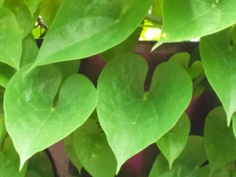 A close up study of green leaves Stock Photos