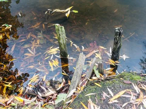 Close up study macro of wooden posts in water surface fall leaves surface Stock Photos