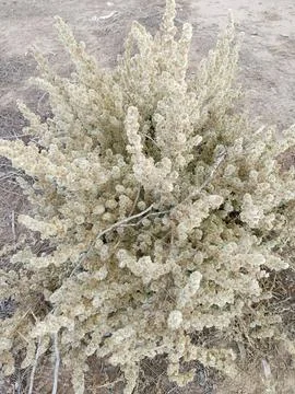A Close-Up Study of Wild Desert Flora and Sun-Bleached Botanical Textures Stock Photos