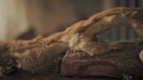 Close-up of a Stuffed Animal Stock Footage 196724240
