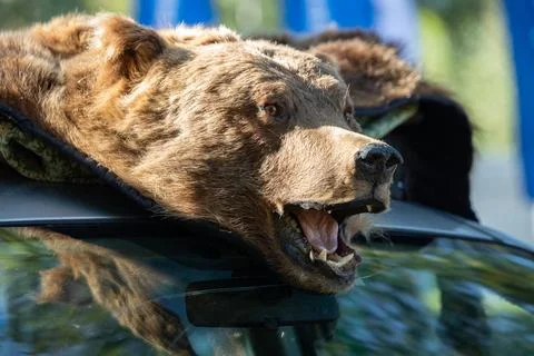 Close-up of a stuffed brown bear with its mouth open. hunter trophy Stock Photos