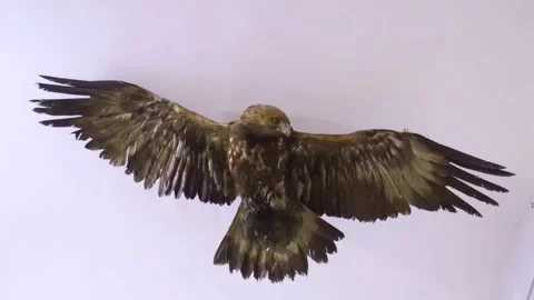 Close-up of a stuffed eagle. A bird of prey after taxidermy. The spread wings cr Stock Footage 292775911