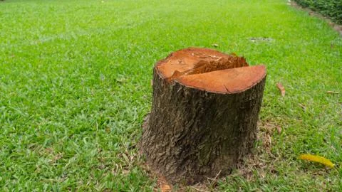 Close up stump Stock Photos