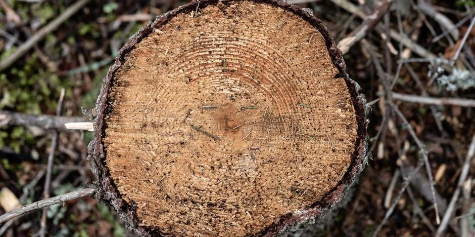 Close-up the stump of recently cut tree on slightly blurred green grass Stock Photos