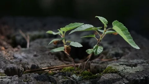 Close-up on stump sprouting with dynamic light Video stock 77102401