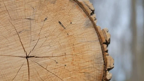 Close up stump.mov 스톡 동영상 106072642