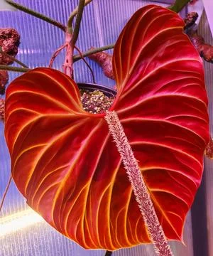 Close up of a stunning red back leaf of Philodendron Verrucosum Amazon Sunset Stock Photos