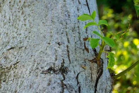 Close-up of a sturdy tree trunk with smooth grey bark and new green leaves Stock Photos