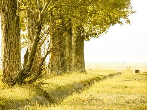 Close-up of sturdy tree trunks in a golden steppe landscape under soft sunl.. Foto stock