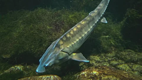 Close up of sturgeon fish Stock Footage 257381475