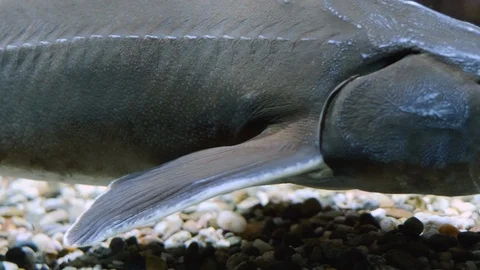 Close up of sturgeon Stock Footage 125864004