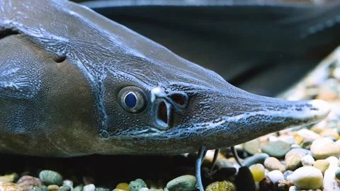 Close up of sturgeon Stock Footage 143416180