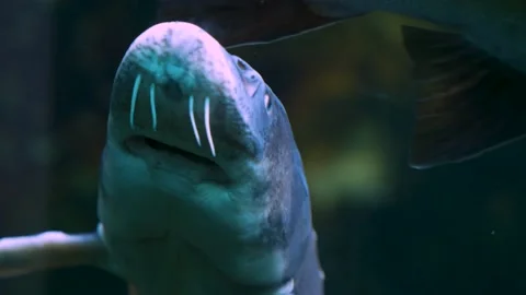 Close up of sturgeon Stock Footage 234148284