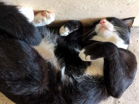 Close up style cat sleeping Foto stock