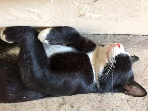 Close up style cat sleeping Foto stock