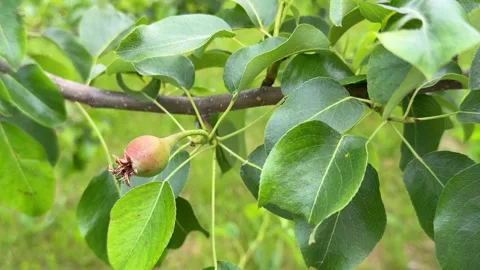 Close up style video of young pear fruits growing on tree branche Видео 346164556