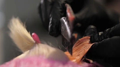 Close-up of stylist hands using professional hairbrush and dyeing hair roots Stock Footage 125547476