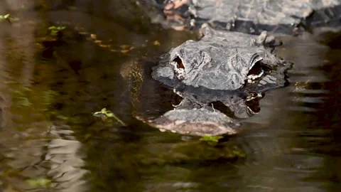 Close Up of Submerged Alligator Snout | Stock Video | Pond5