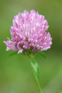 Close up of the subtle pink flower of the red clover , Trifolium prantense Stock Photos