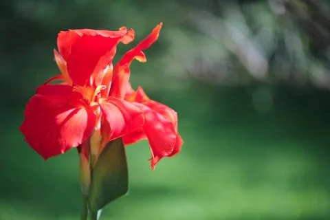 Close-up of a Subtle red Indian Shot flower (Canna Indica) in a South America Stock Photos