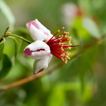 Close up Subtropical flower Stock Photos