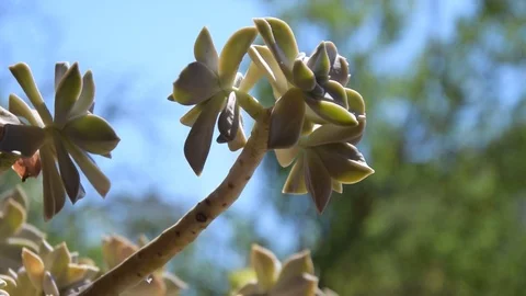 Close up of succulent cactus in flower pod on authentic, rustic house garden Stock Footage 77845440