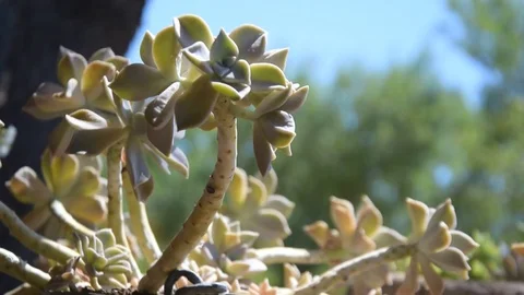 Close up of succulent cactus in flower pod on authentic, rustic house garden Stock Footage 77845601