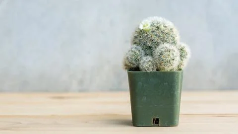 Close up of succulent cactus on a gray background. Foto stock